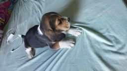 Título do anúncio: Filhotes de beagle