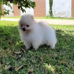 https://img.olx.com.br/thumbs256x256/21/213318325523532.jpg