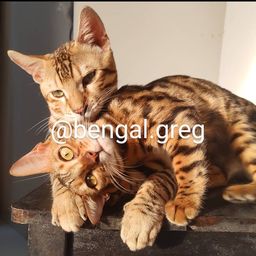 Título do anúncio: Gato de bengal