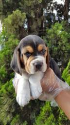 Título do anúncio: Beagle 13 polegadas, tricolor, condições especiais suporte veterinário gratuito!