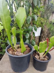 https://img.olx.com.br/thumbs256x256/21/217503486452477.jpg