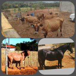 Título do anúncio: Rebanho Jersey ,vacas, cavalo, bezerros, Tourinho.
