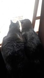 Título do anúncio: Doa-se gatos pretos machos (adoção individual ou conjunta)