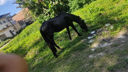 Título do anúncio: Cavalo preto catravo das duas pata picado 