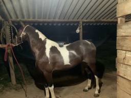 Título do anúncio: Cavalo Mangalarga Marchador Pampa de Castanho 