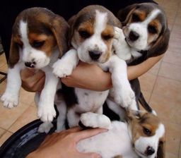 Título do anúncio: Filhotes Beagle vacinados e desverminados