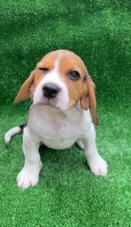 Título do anúncio: Beagle 13 polegadas com pedigree pronta entrega !!!