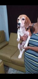 Título do anúncio: Beagle puro com pedigree