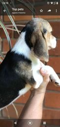 Título do anúncio: Beagles disponíveis macho e femea 