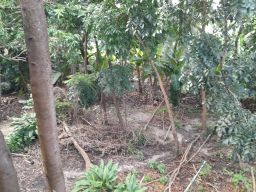 https://img.olx.com.br/thumbs256x256/22/225552397110312.jpg
