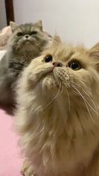 Título do anúncio: Casal de gatos persas 1ano