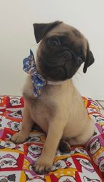 Animais de estimação - Natal, Rio Grande do Norte | OLX Animais de estimação - Natal, Rio Grande do Norte | OLX