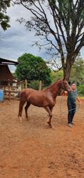 Título do anúncio: Cavalos Mangalarga, eguas e potros Pampa.