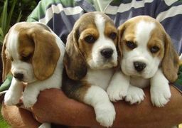 Título do anúncio: Filhotes Beagle