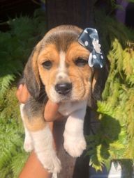 Título do anúncio: Beagle Fêmea Desmamado Após 45 Dias De Vida
