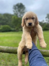 Golden Retriever no Rio Grande do Norte, RN Golden Retriever no Rio Grande do Norte, RN