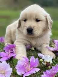 Cachorro Golden Retriever no Rio Grande do Norte | OLX Cachorro Golden Retriever no Rio Grande do Norte | OLX