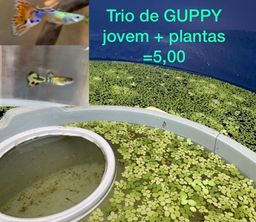 Título do anúncio: GUPPY juvenis + plantas