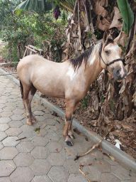 https://img.olx.com.br/thumbs256x256/23/231576273970186.jpg