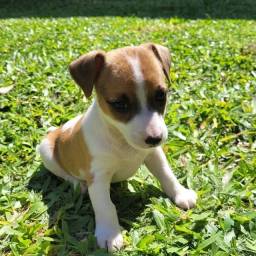 Título do anúncio: Jack Russel terrier (cão do maskara)
