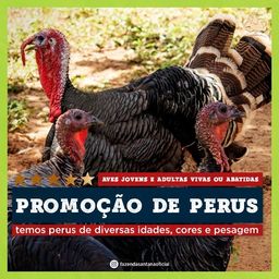 Título do anúncio: Promoção de Perus Jovens e Adultos (Várias cores)