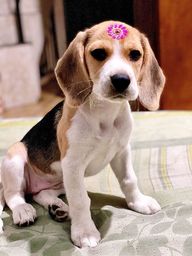 Título do anúncio:  Beagle filhote ótimo padrão lindos com pedigree e garantia 