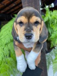 Título do anúncio:    Lindos Filhotes de Beagle com pedigree e garantia 