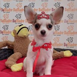 Título do anúncio: Chihuahua lindos
