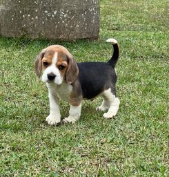 Título do anúncio: Beagles bbs fofos /@canilcanaaa 
