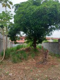 https://img.olx.com.br/thumbs256x256/23/236508260406861.jpg