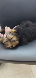 Título do anúncio:  Linda fêmea yorkshire Terrier
