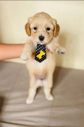 Título do anúncio: Cachorro poodle  com maltês 