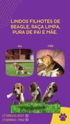 Título do anúncio: Cachorro raça beagle 