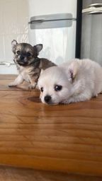 Título do anúncio: Chihuahua macho e fêmea