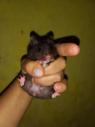 Título do anúncio: Hamster sírio fêmea preta