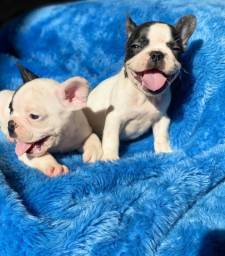 Título do anúncio: Bulldog francês com pedigree 