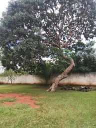 https://img.olx.com.br/thumbs256x256/24/241545046790137.jpg