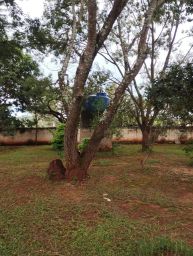 https://img.olx.com.br/thumbs256x256/24/241567525915243.jpg