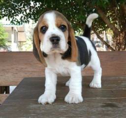 Título do anúncio:   Beagle filhote lindos com pedigree e garantia 
