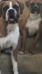 Cão boxer olx Clearance