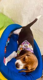 Título do anúncio: Beagle Mini Puro, 13" Promoção de Hoje, MUlTO orelhudos!! Chama no Whats (27)9.9700.1058