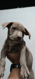 Título do anúncio: Últimoa Filhotes American Pitbull Terrier Disponíveis