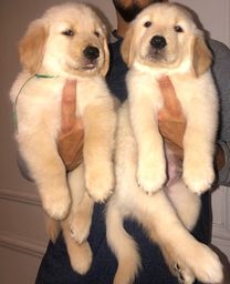 Cachorro Golden Retriever no Rio Grande do Norte | OLX Cachorro Golden Retriever no Rio Grande do Norte | OLX
