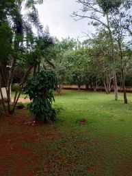 https://img.olx.com.br/thumbs256x256/24/244530529711784.jpg