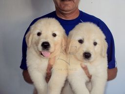 Título do anúncio: Golden retriever filhotes disponíveis para entrega, cães com pedigree