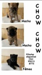 Título do anúncio: Chow Chow filhote