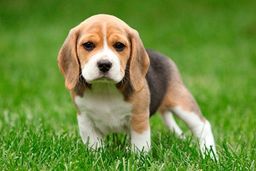 Título do anúncio: Lindo filhote Beagle!!
