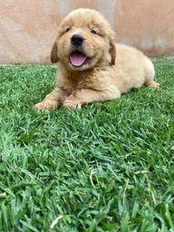 Cachorro Golden Retriever no Rio Grande do Norte | OLX Cachorro Golden Retriever no Rio Grande do Norte | OLX
