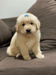 https://img.olx.com.br/thumbs256x256/24/246525402907430.jpg