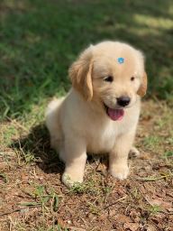 https://img.olx.com.br/thumbs256x256/24/246570401023301.jpg